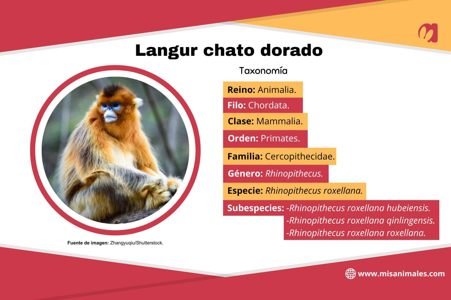 Ficha con información sobre la taxonomía del langur chato dorado. 