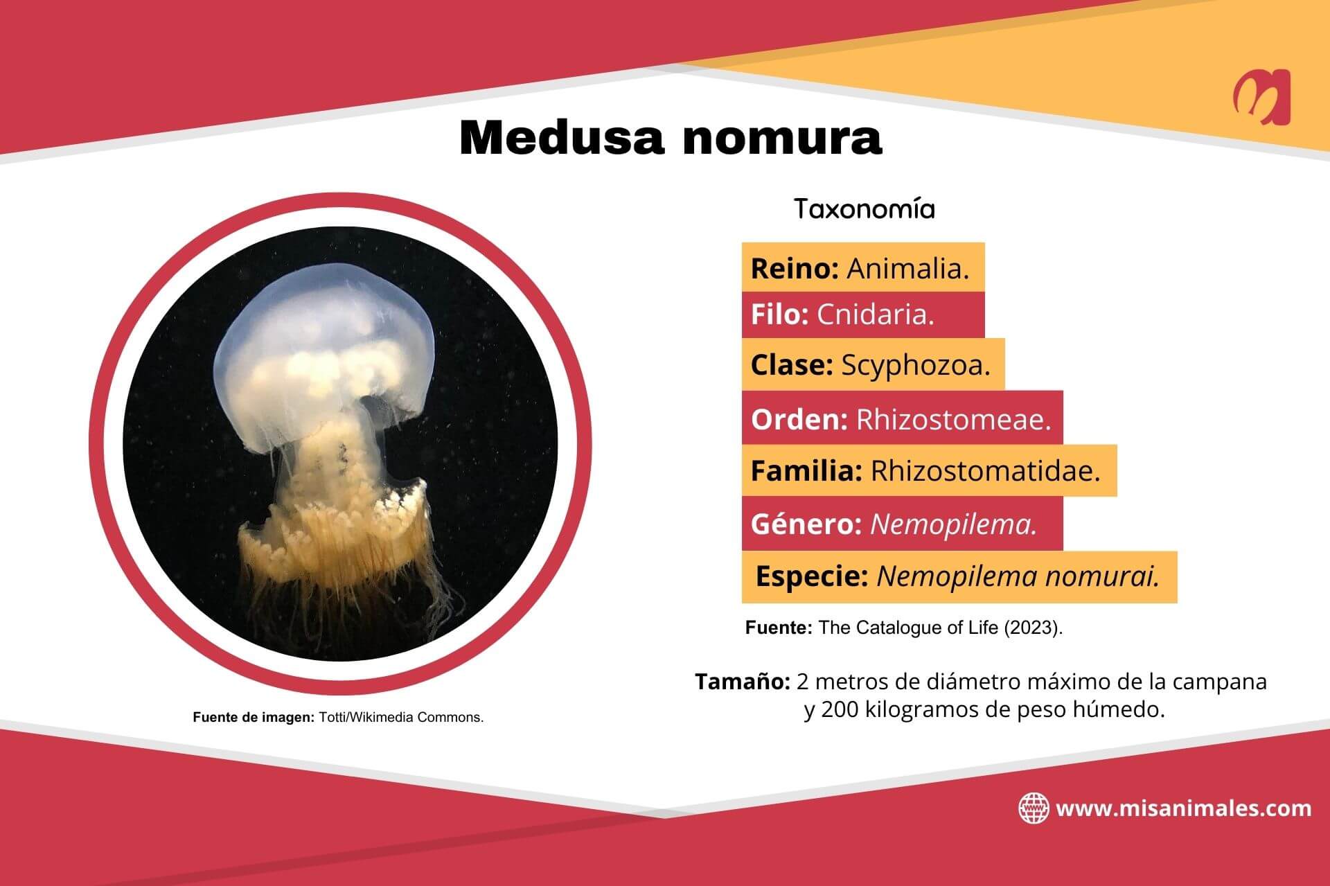 Ficha sobre la taxonomía de la medusa nomura y su tamaño, con foto. 