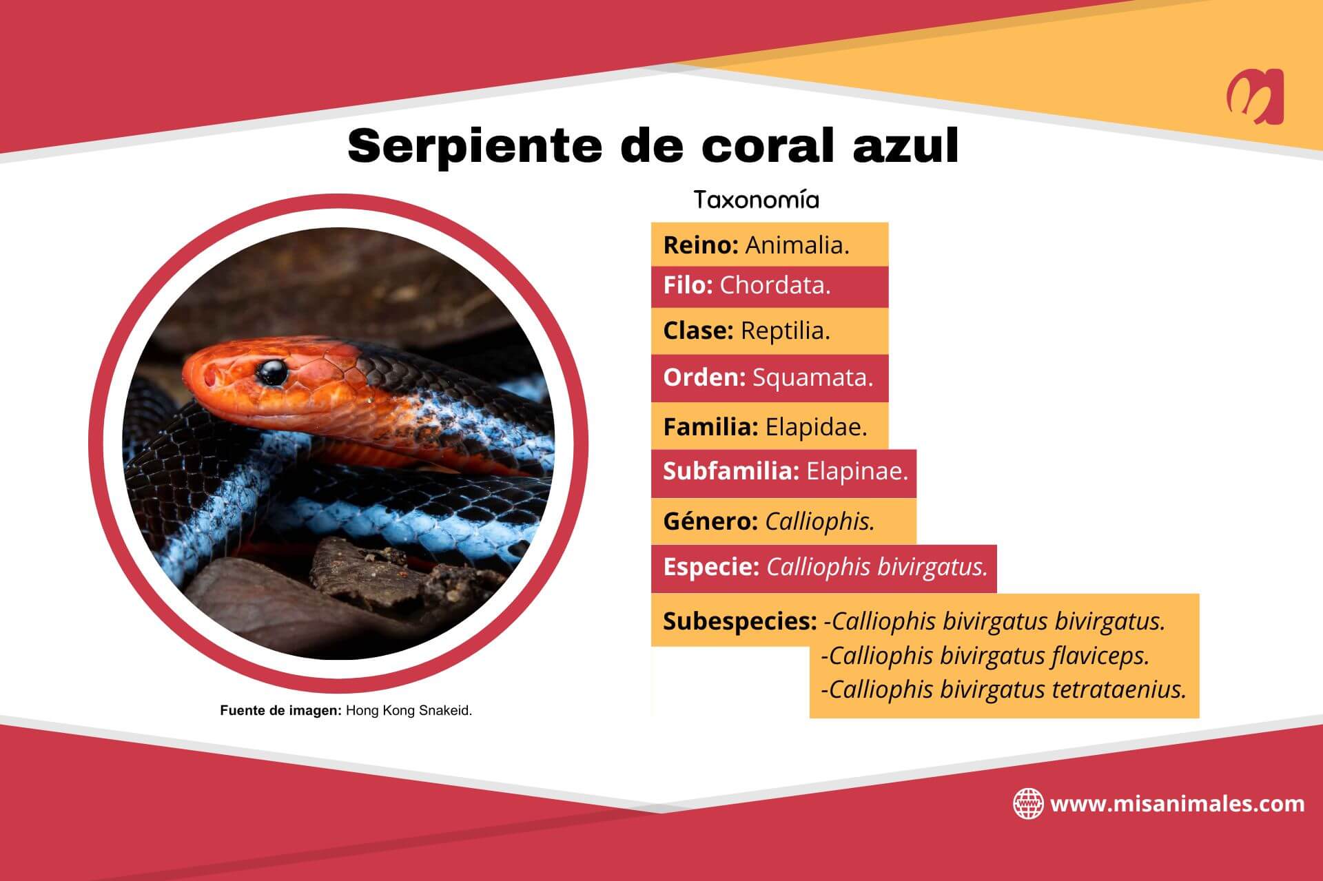 Foglio di tassonomia del serpente corallo blu.