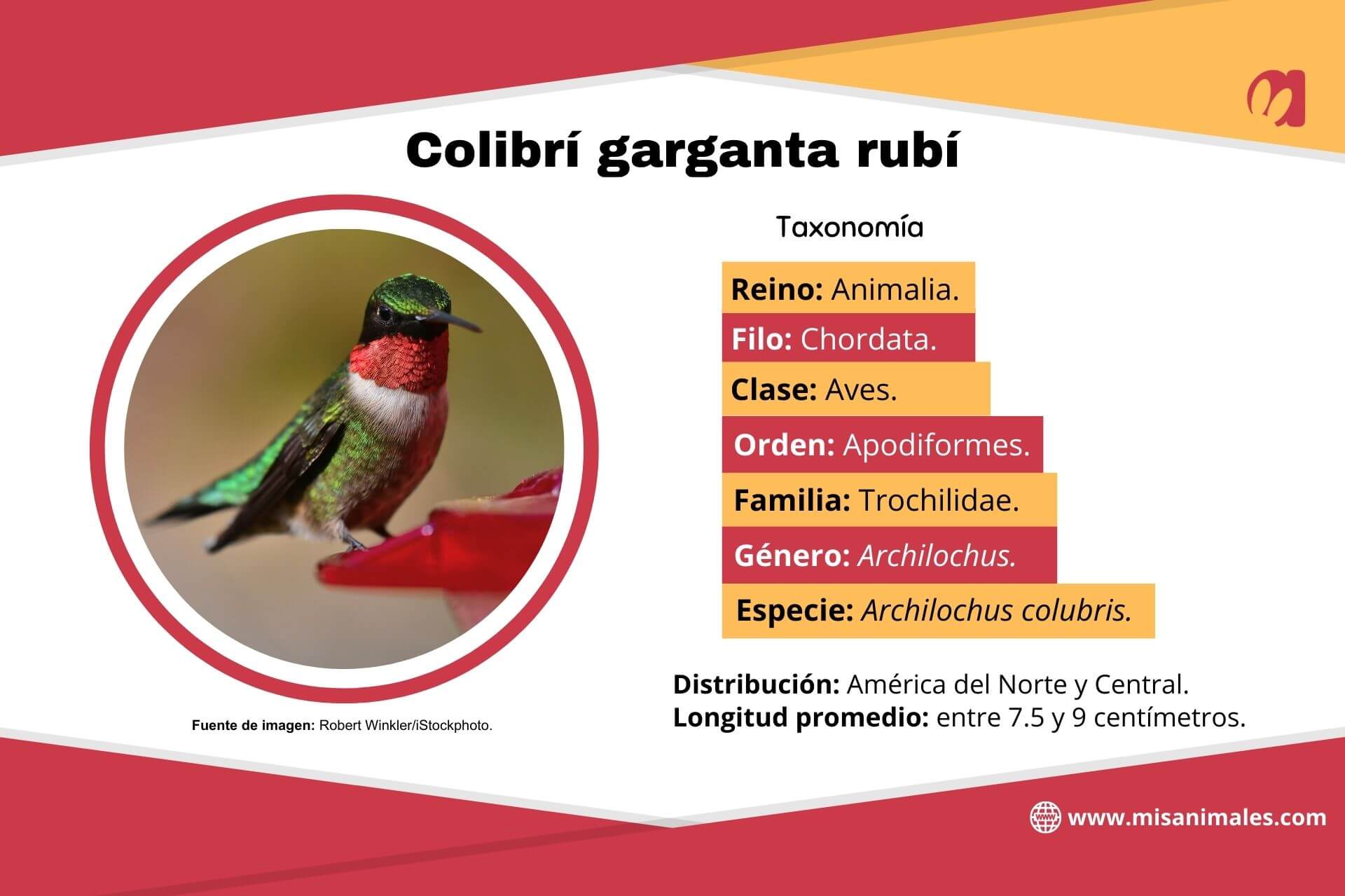 Colibri à gorge rubis.