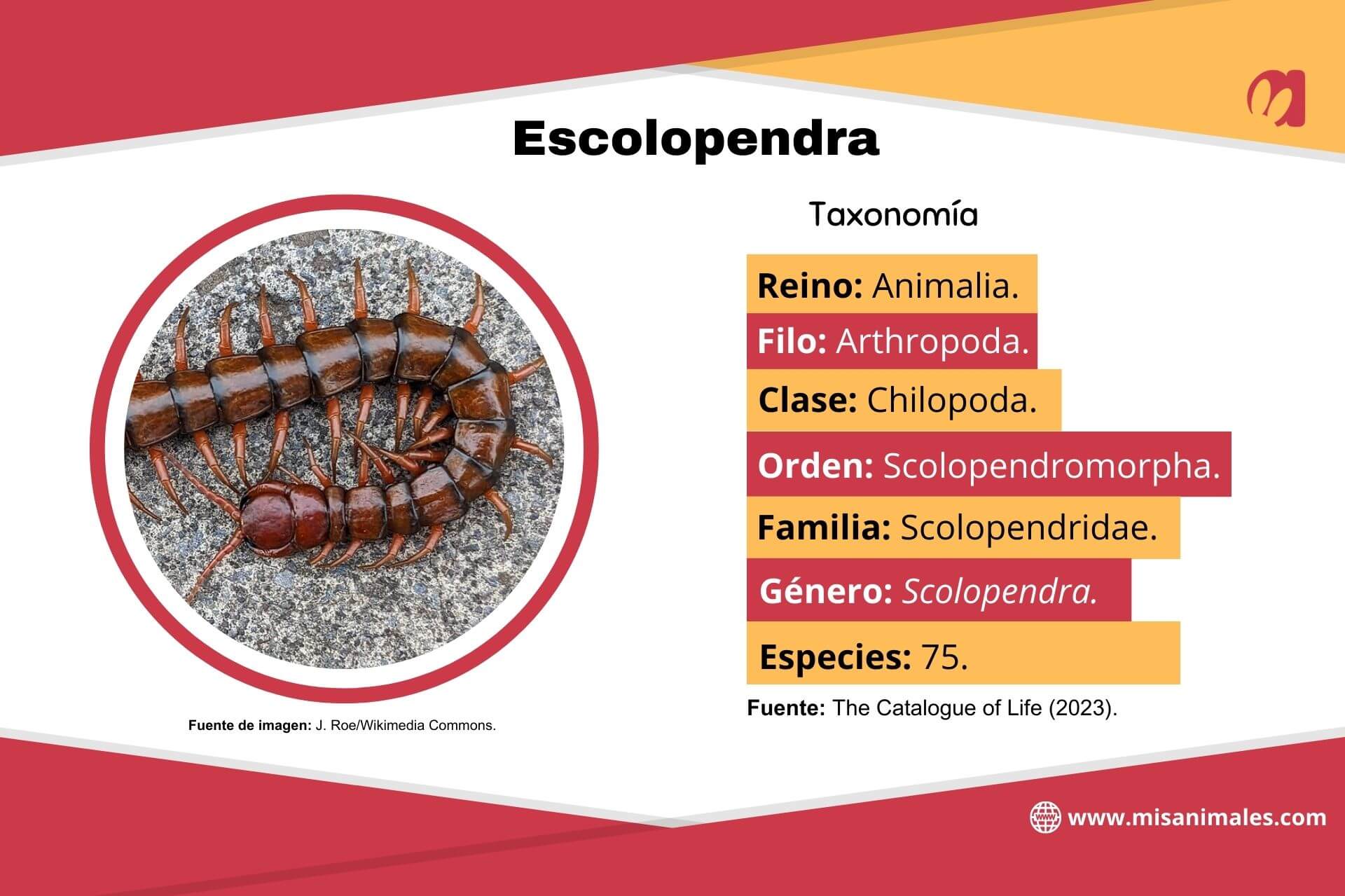 Ficha sobre la taxonomía de la escolopendra, con foto.