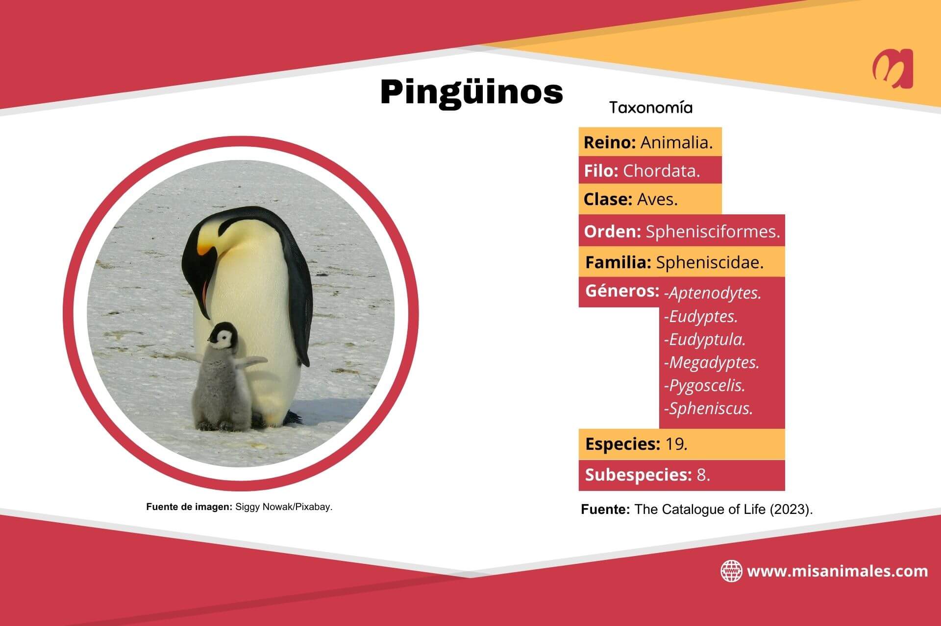 Scheda informativa sulla tassonomia dei pinguini, con foto.