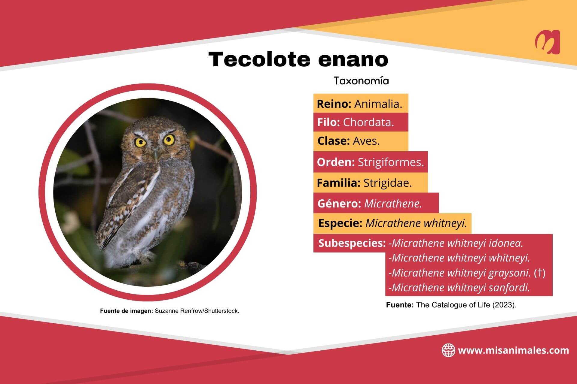Ficha sobre la taxonomía del tecolote enano, con foto. 