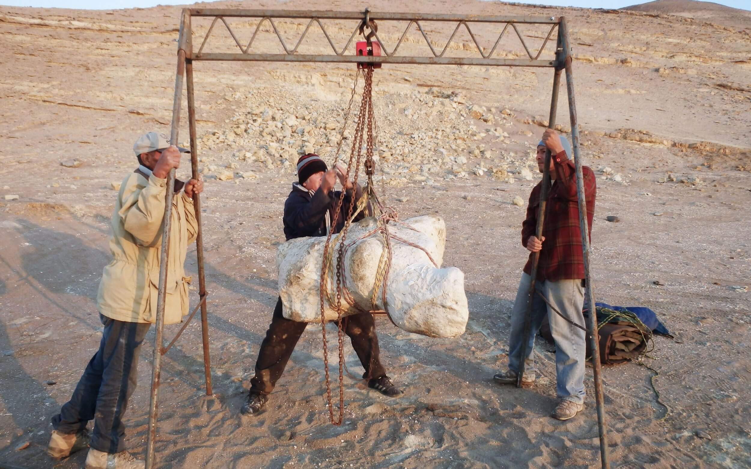 Tres hombres pesan un fósil de la ballena Perucetus colossus, considerada la más pesada de la historia.