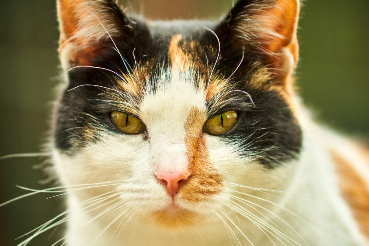 Gatos tricolores: ¿son machos o hembras?