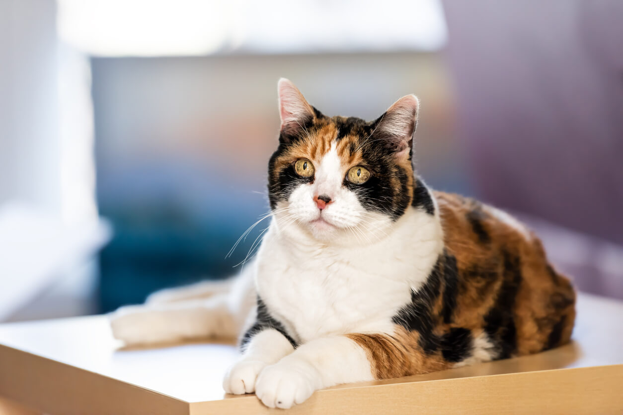 Un calicó, uno de los gatos tricolores, sentado sobre una caja. 