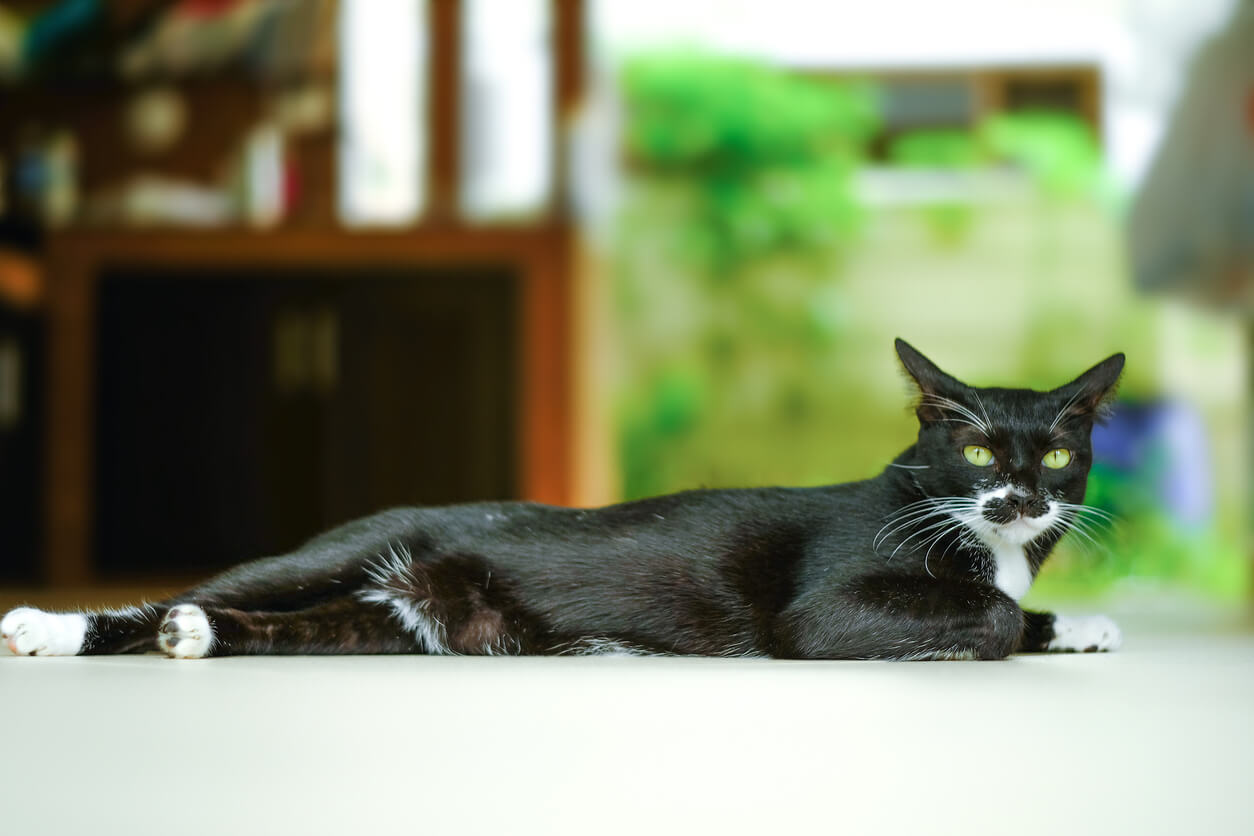 Gato preto e branco deitado no chão.