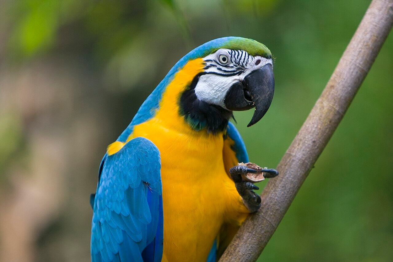 Guacamayo azul y amarillo posado sobre la rama de un árbol. 