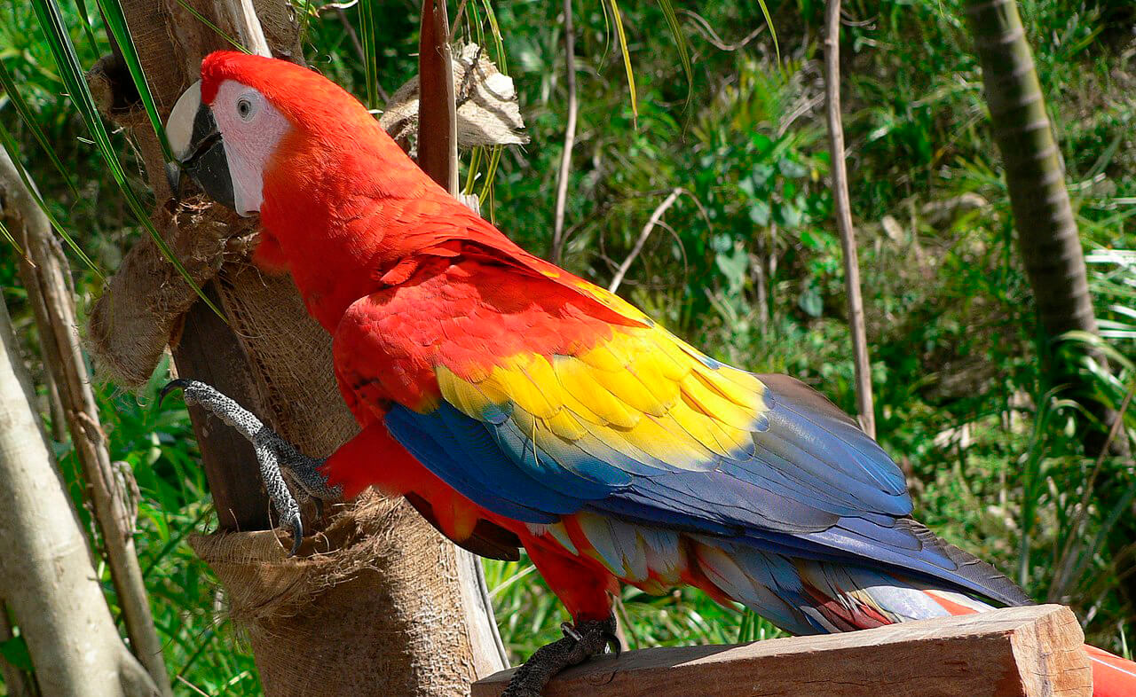 Guacamayo rojo sobre piezas de madera. Es uno de los tipos de loros del Amazonas.