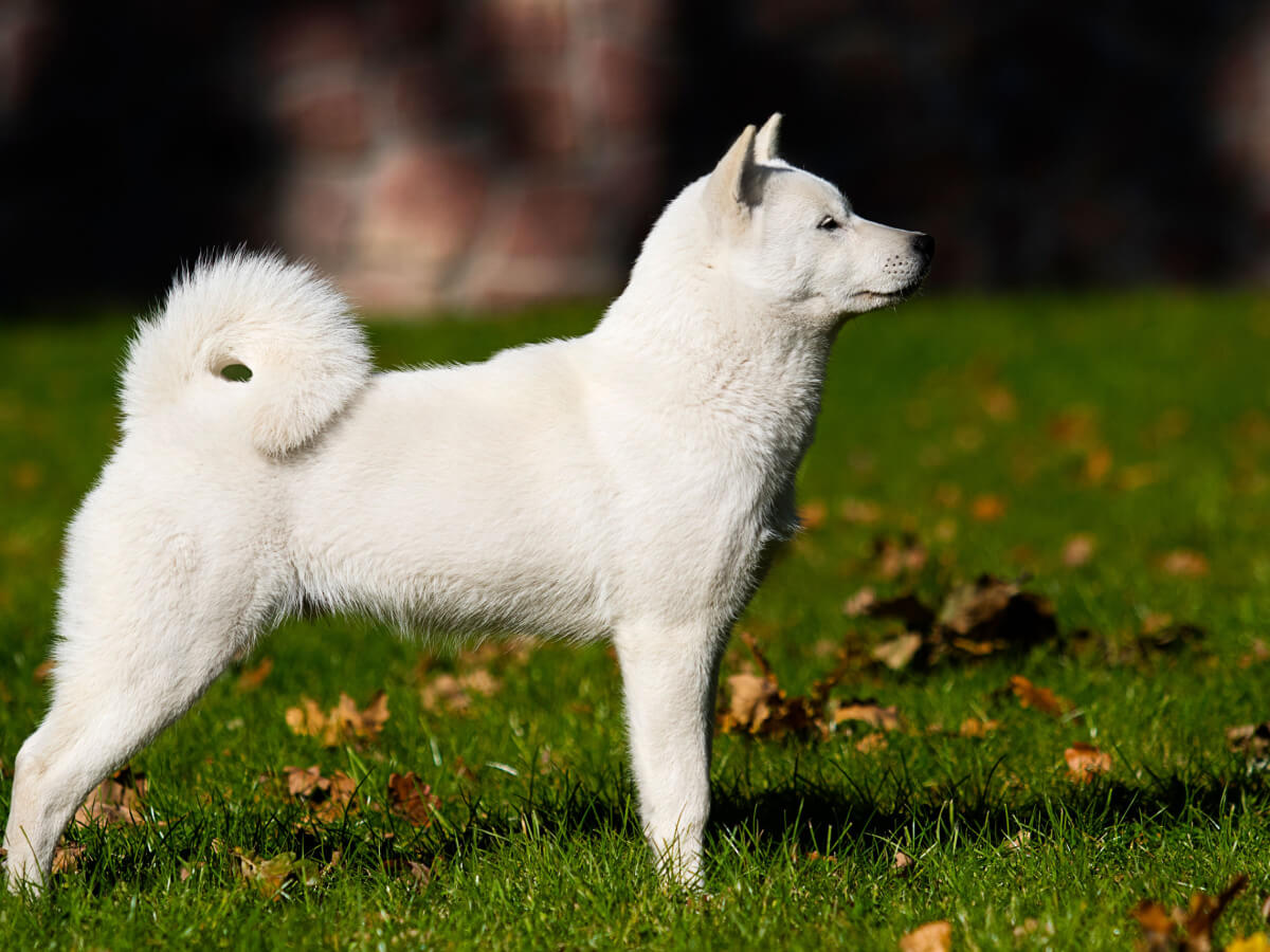 A white Hokkaido with a curled tail standing attentively in the grass.