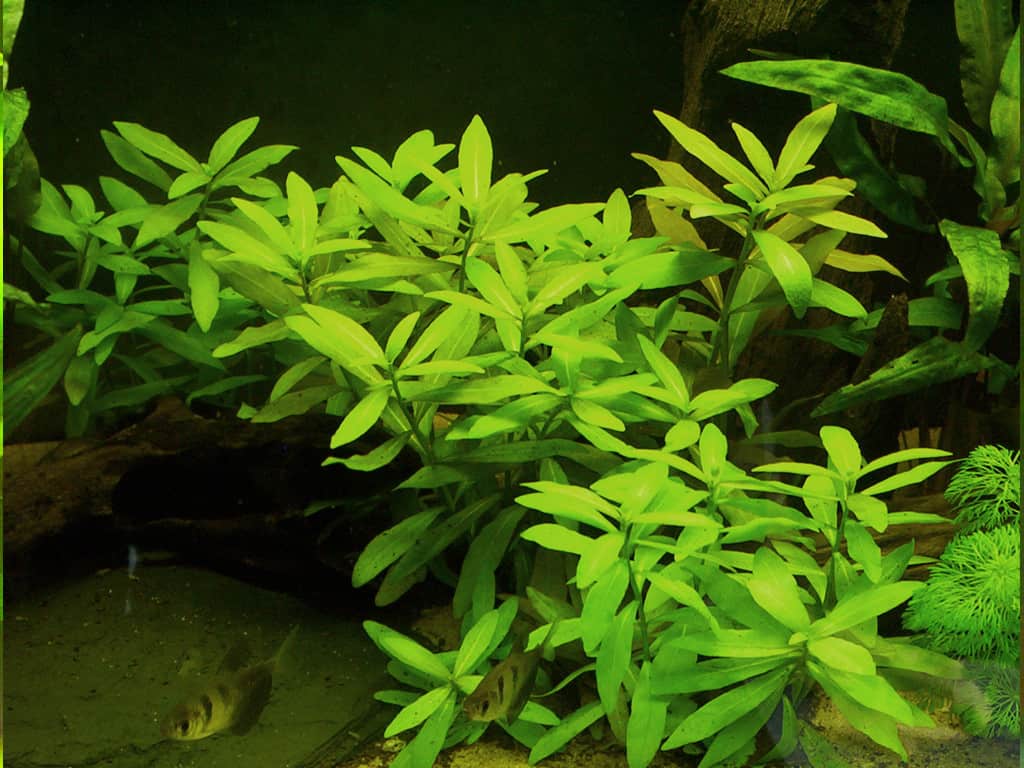 Hygrophila polysperma en acuario.