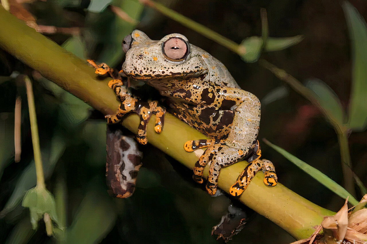 A Hyloscirtus tolkieni on a branch of vegetation. This species of tree frog is one of the animals discovered in 2023. 