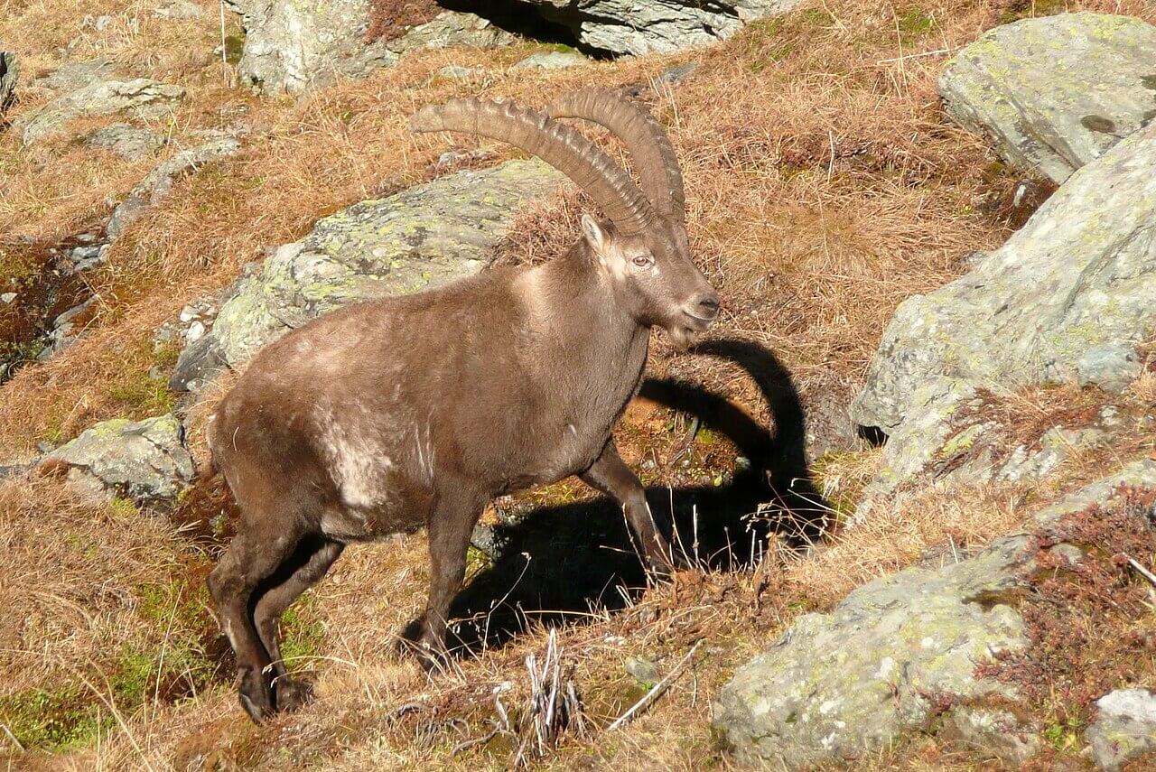 A beige alpine ibex blending in with its dry rocky environment.