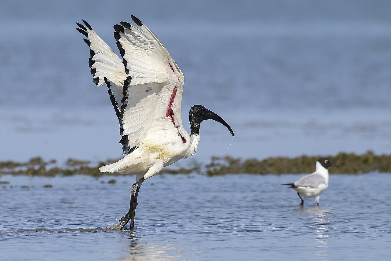 An African Sacred Ibis extending its wings.