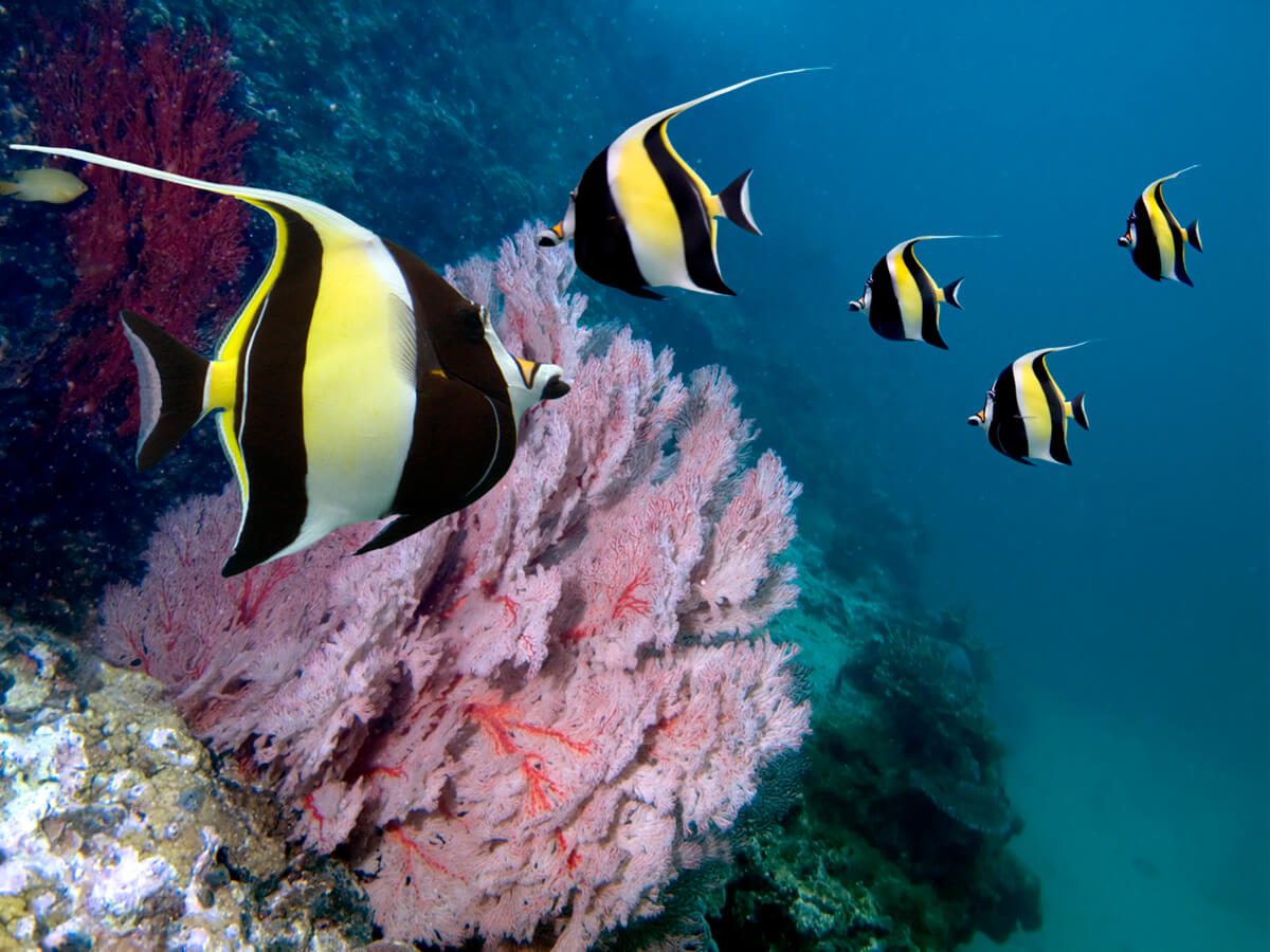 Black, yellow and white Moorish idols swimming.