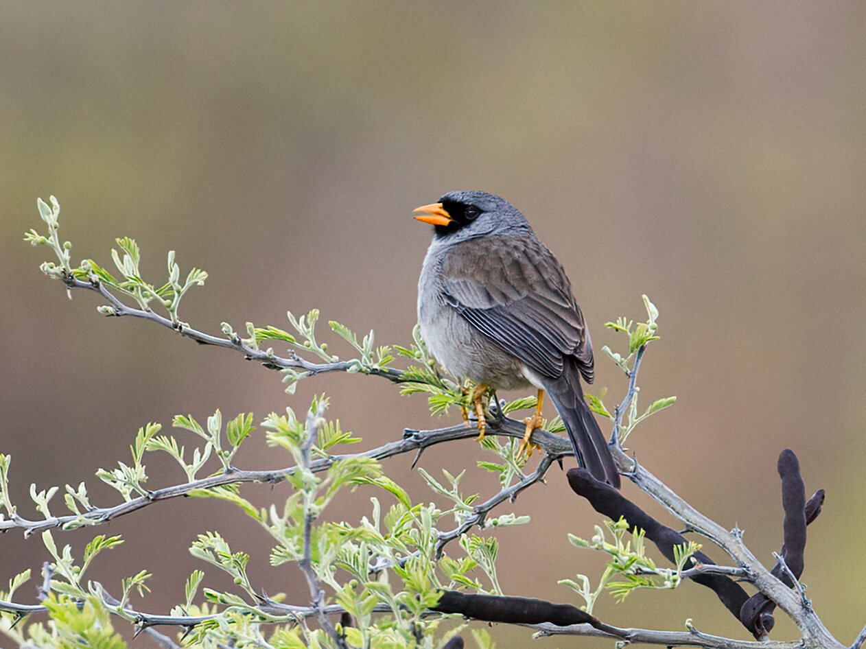 A gray-winged Inca finch perched on a small branch.
