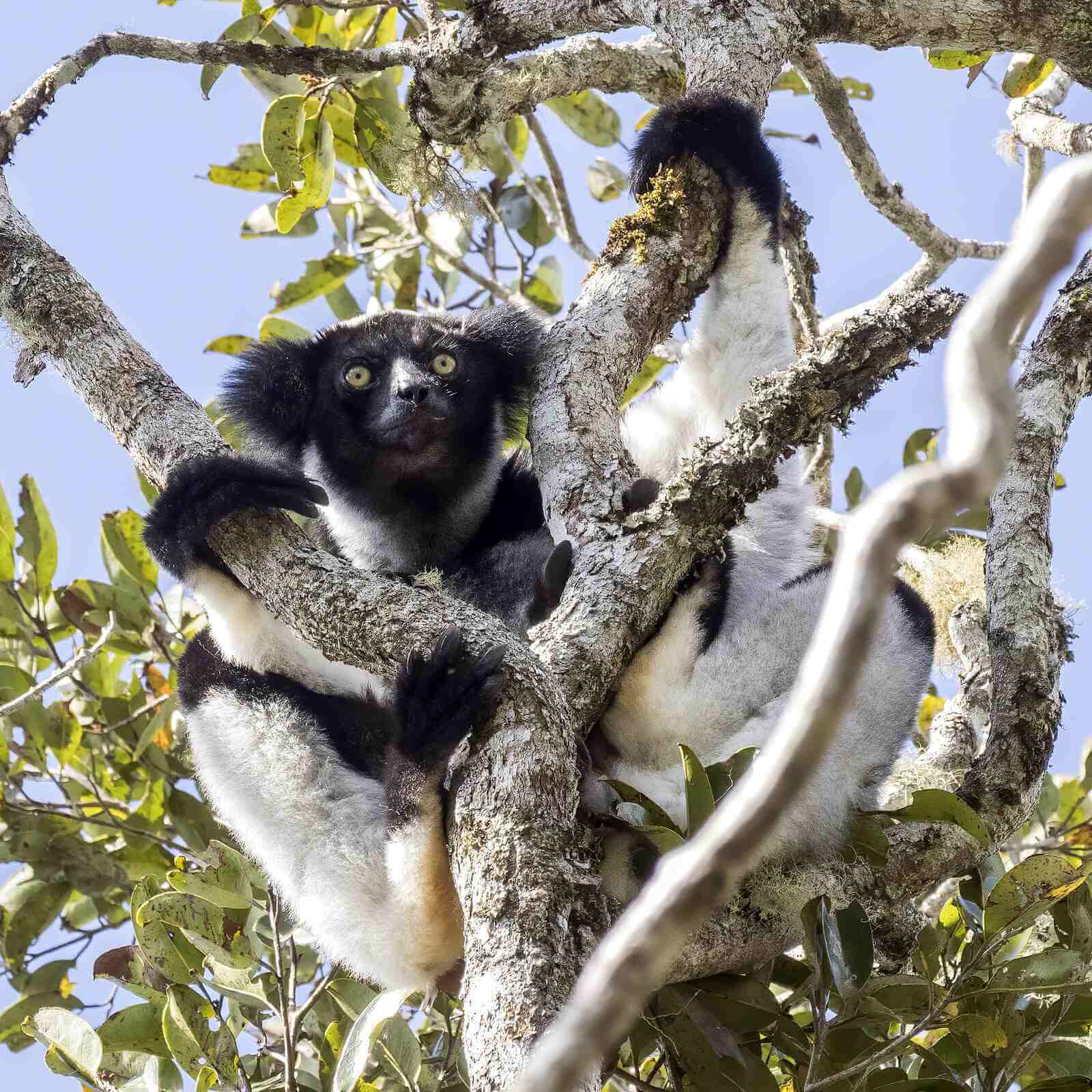An Indri hanging from a tree branch.