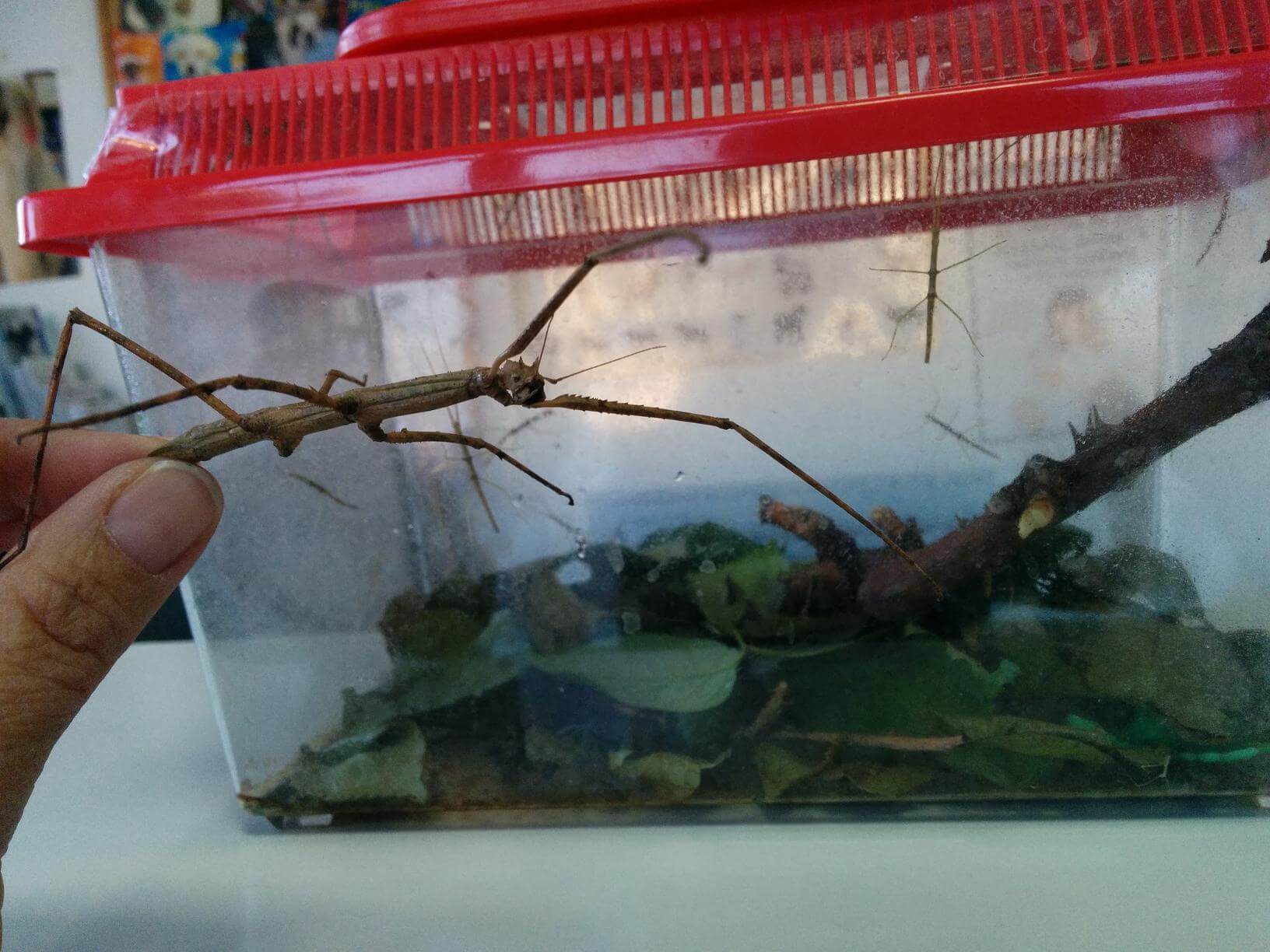 How to Take Care of Stick Bugs