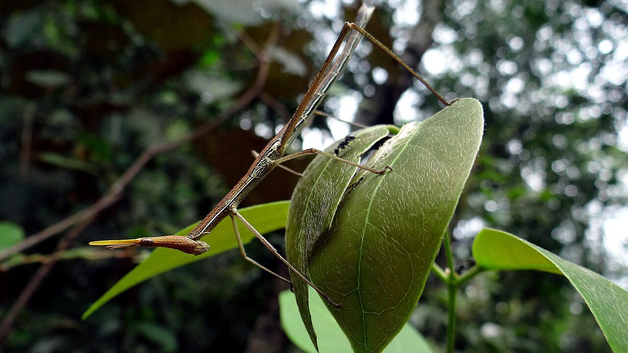 Insecto palo sobre hojas. 