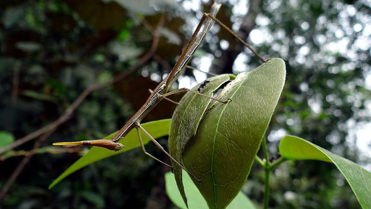 Insecto palo sobre hojas.