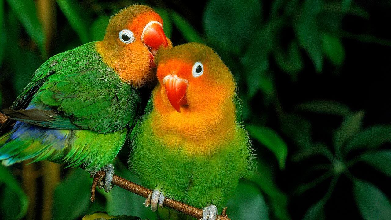 Un inseparable le hace cariño con el pico a otro.