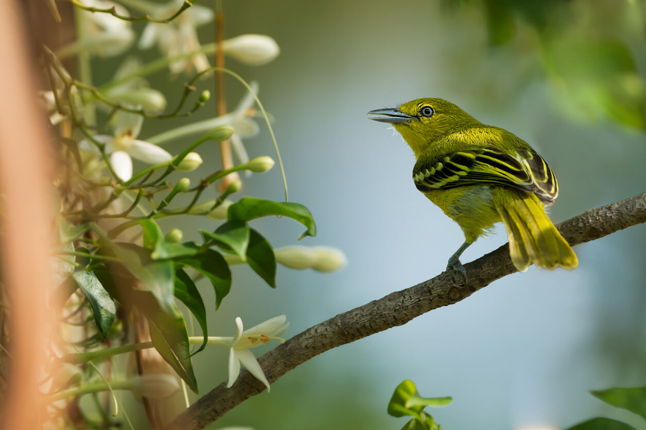 A green iora perched on the branch of a plant with small white flowers.