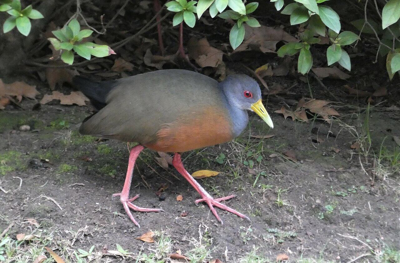 A giant wood rail walking under a bush.