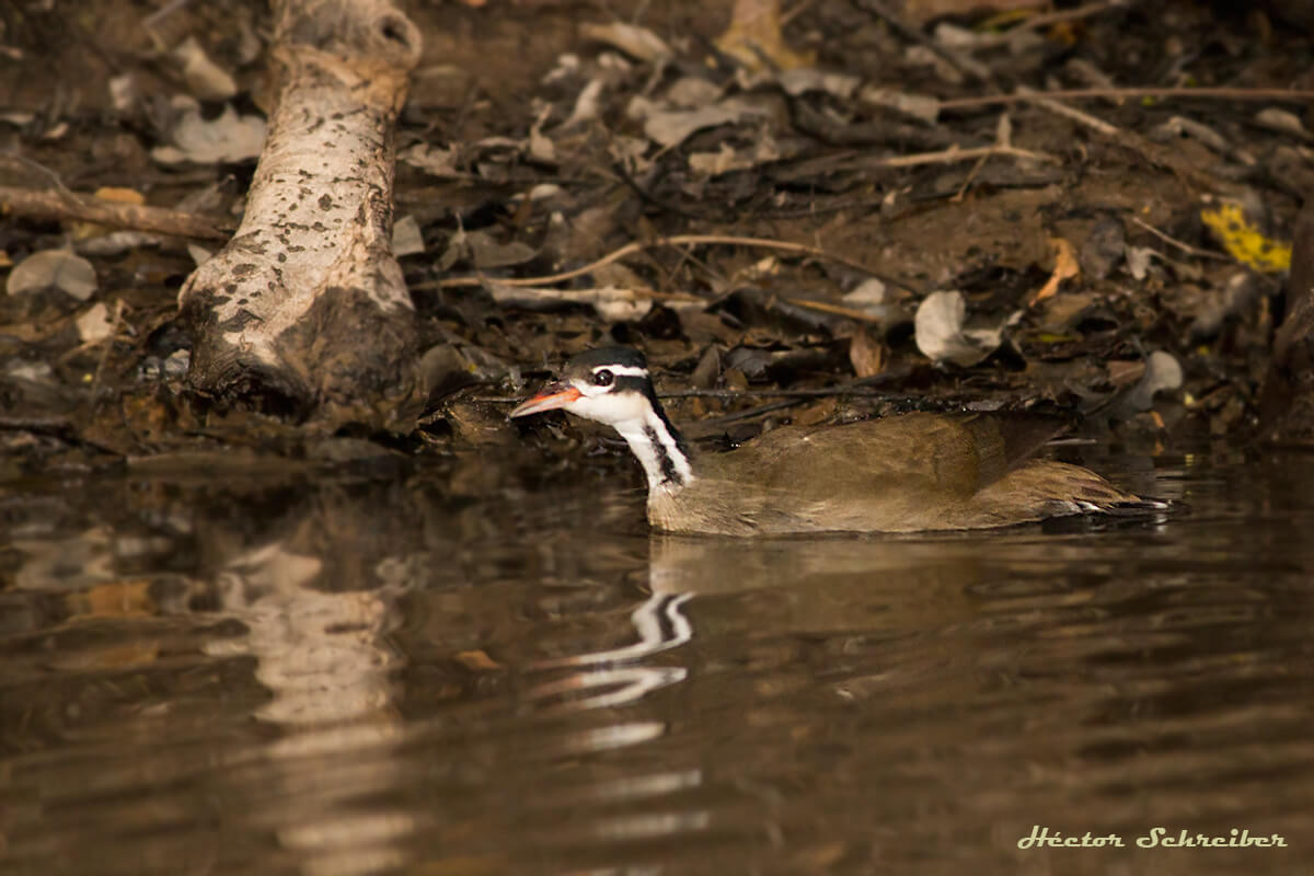 Ipequí (Heliornis fulica) en el agua.