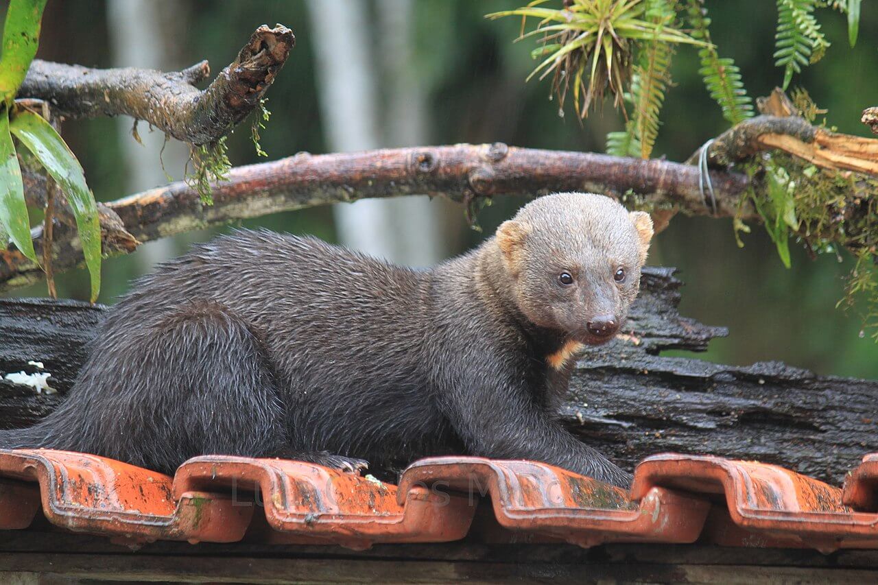 A Tayra sitting on a roof.