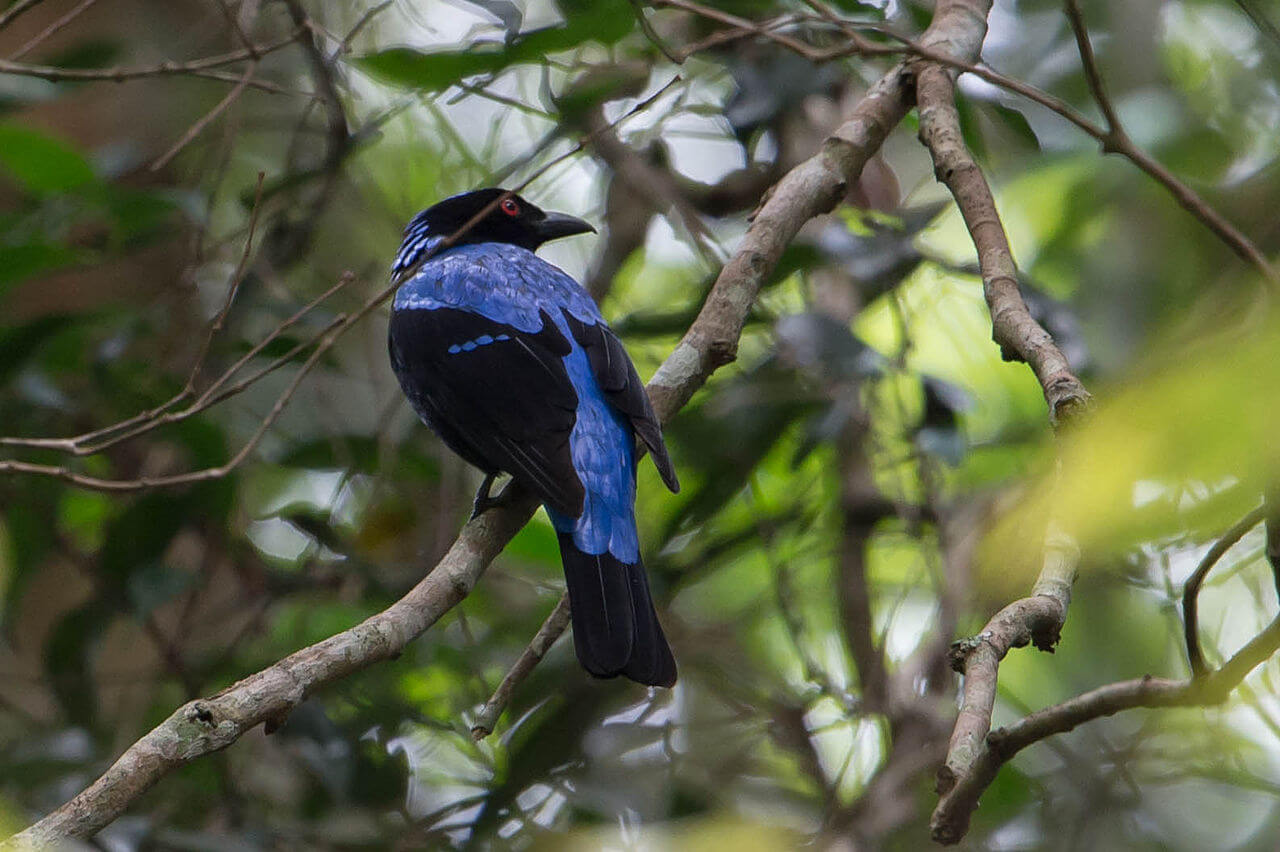 A male Irena perched on a tree branch.