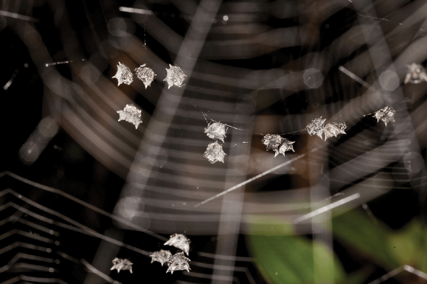 Isoxya manangona spiders grouped in a net. 