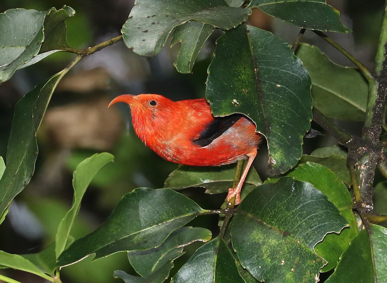 An 'I'iwi perched on the branch of a tree..
