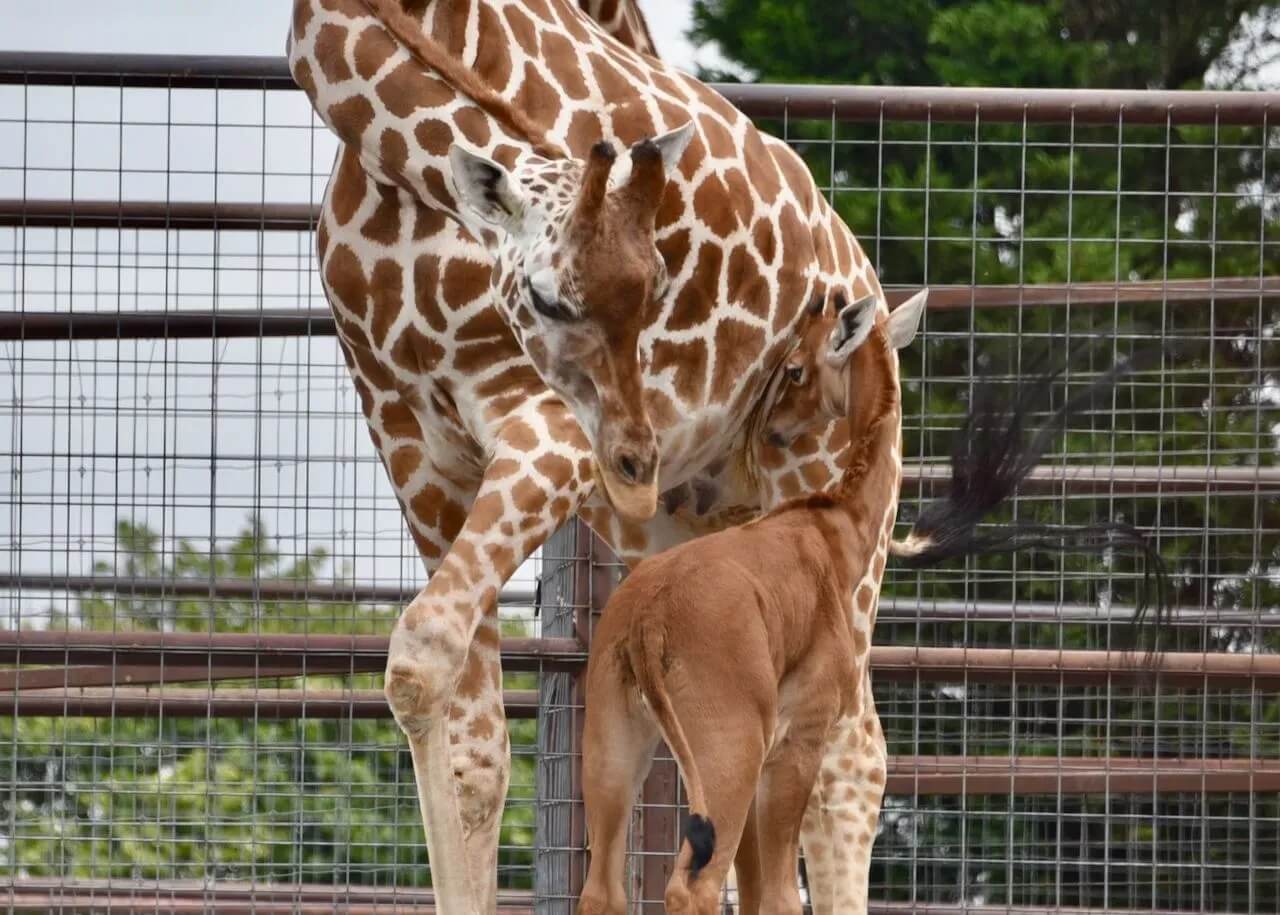 Giraffa immacolata vicino a sua madre.