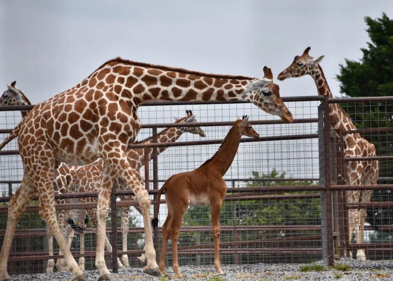 Giraffa immacolata in compagnia di sua madre e di altri della sua specie.