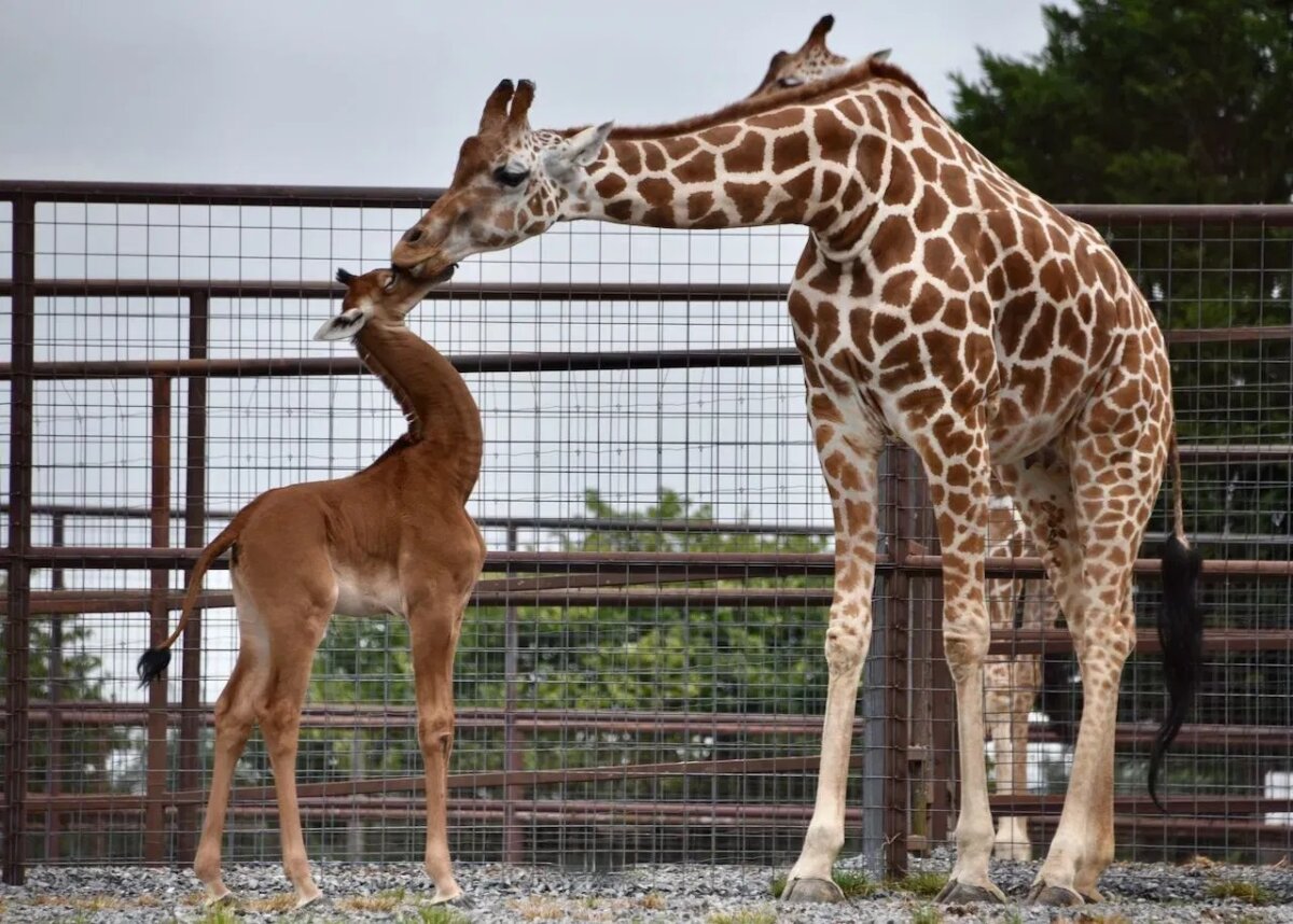 Nace una jirafa sin manchas en el zoo de Tennessee, única en el mundo