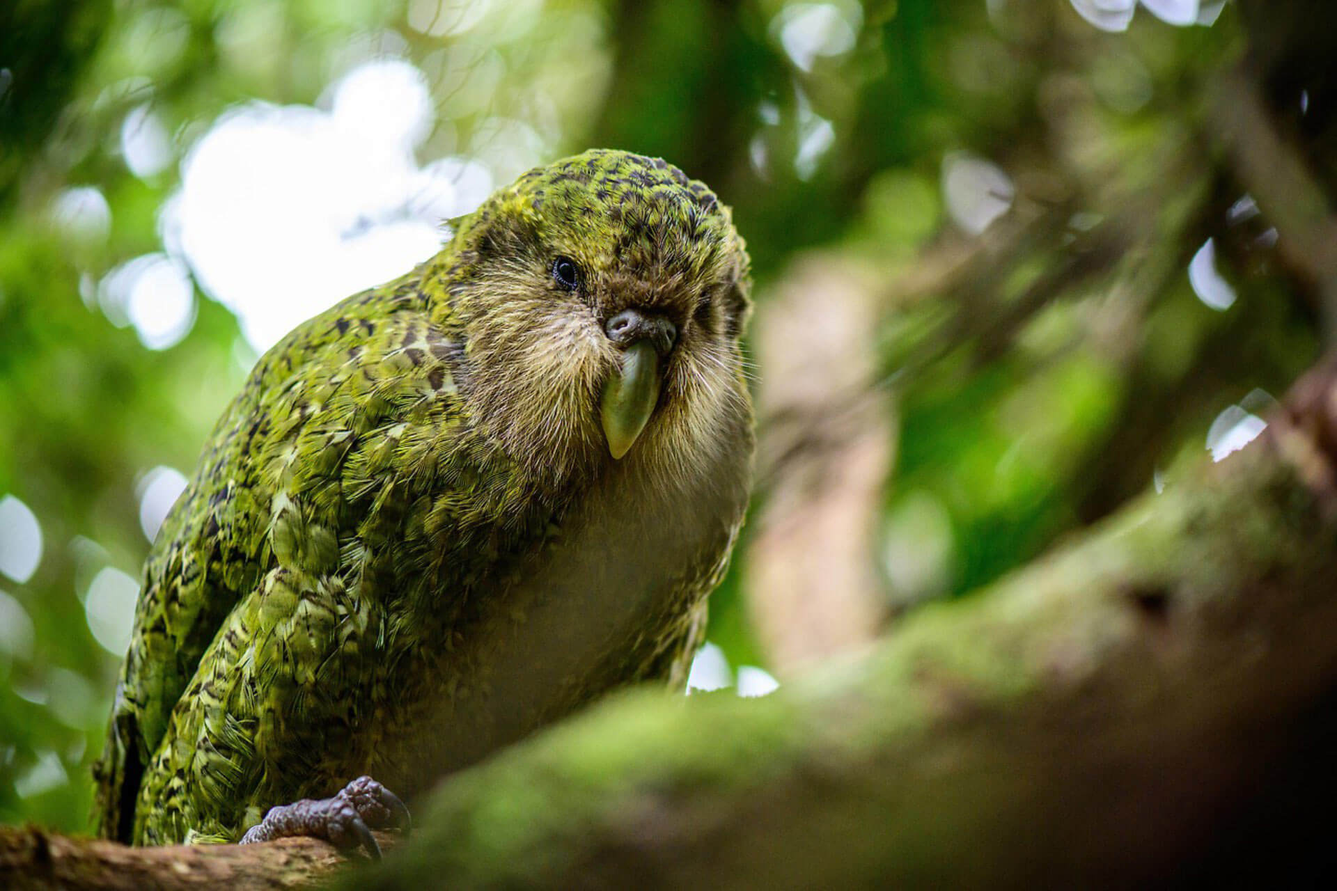Kakapo, un tipo de loro, posado sobre un árbol. 