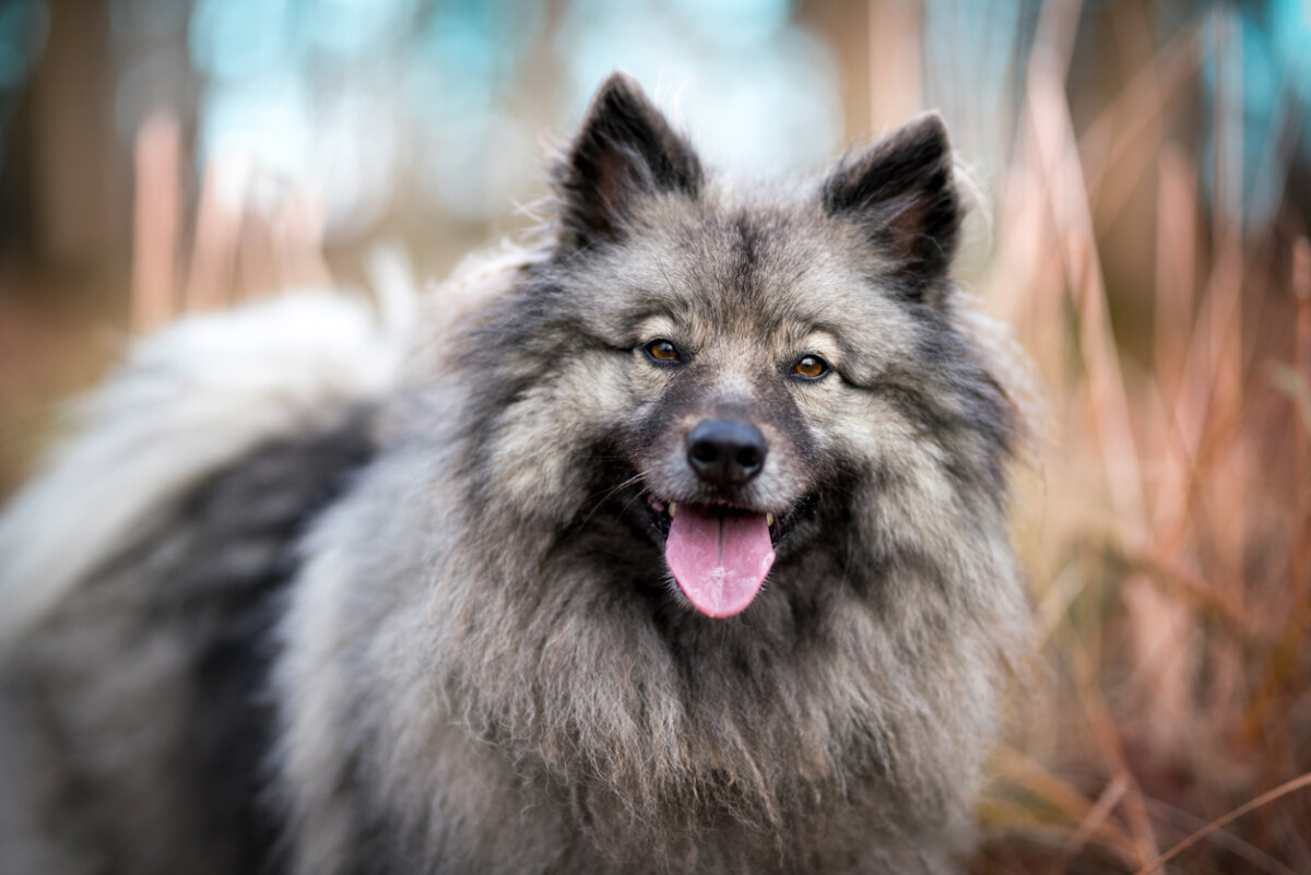 Keeshond, razas de perros medianos.