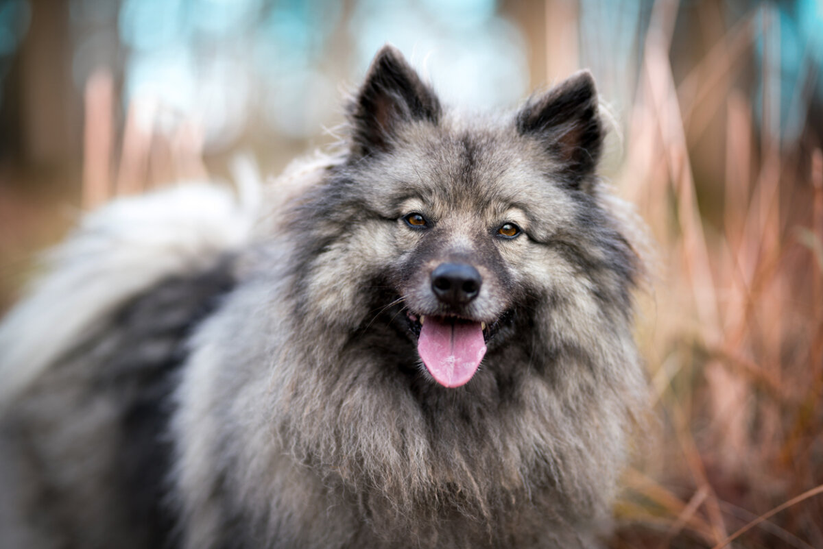 A grey, black and white Keeschond.