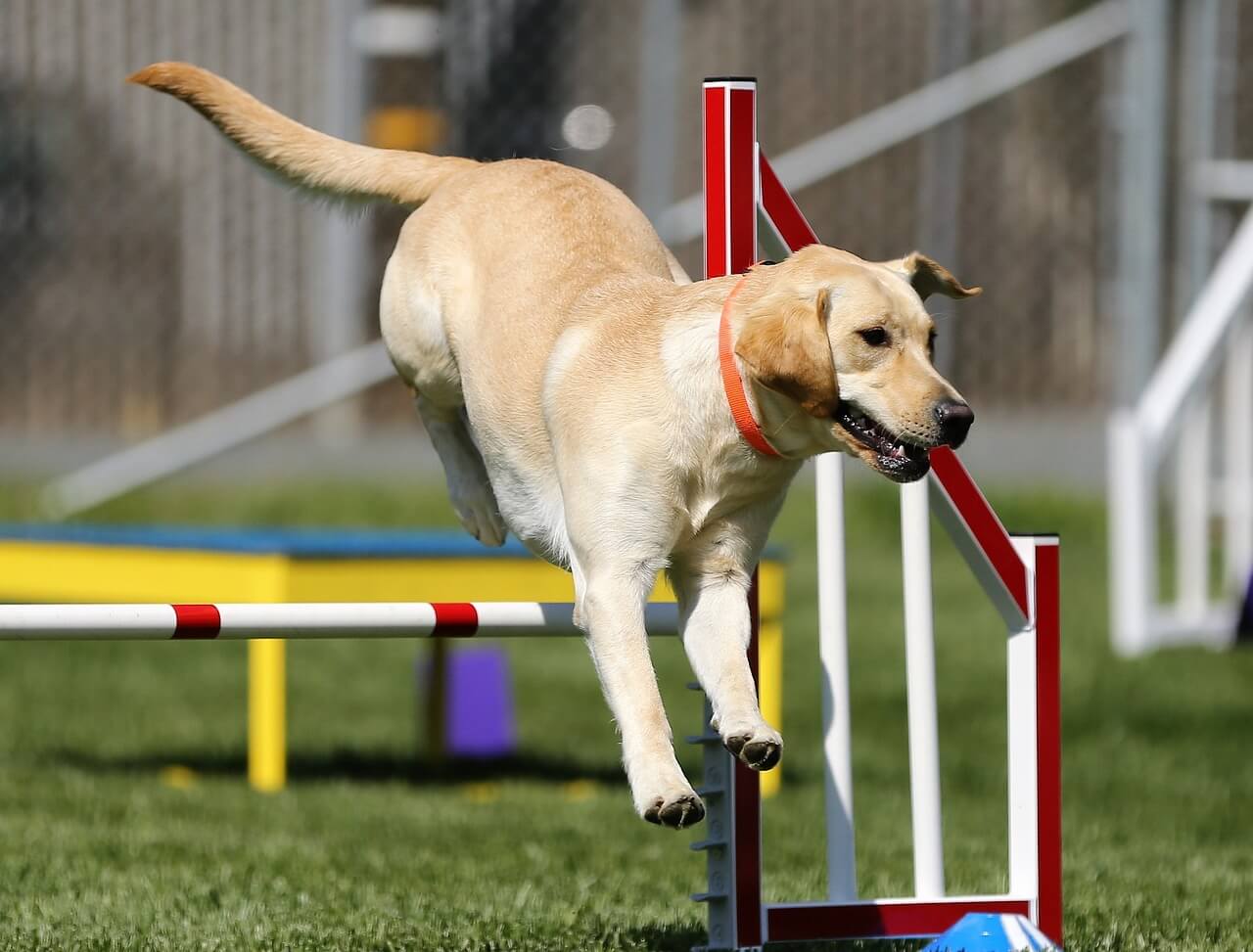 Labrador retriever salta obstáculos. 