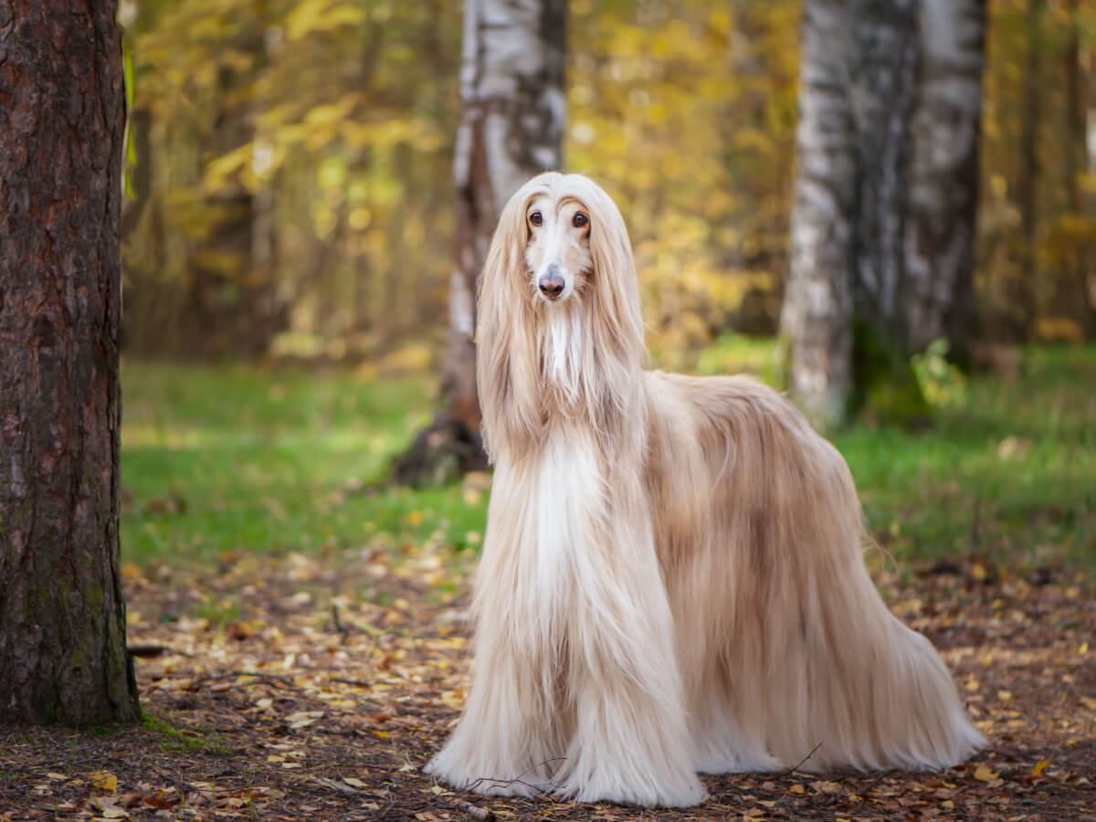 A tan Afghan hound standing in the woods in autumn.