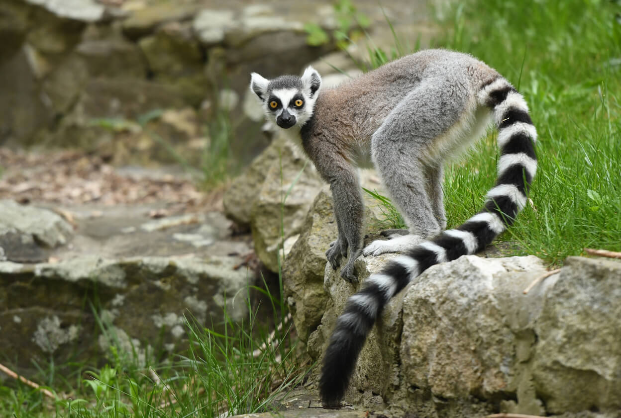 Lemur de cola anillada sobre una roca. Son uno de los animales vivíparos con características asombrosas. 