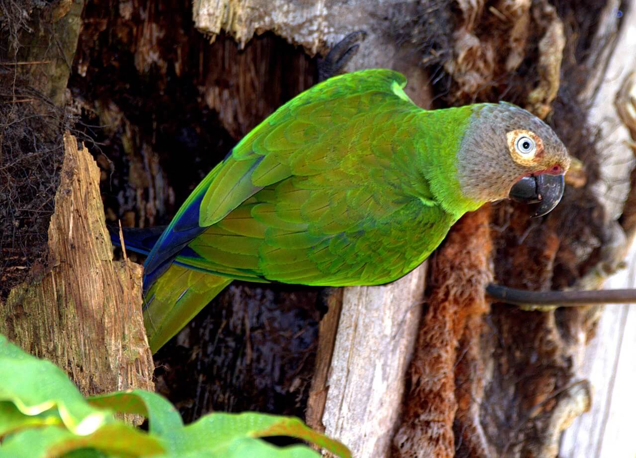 Loro cabeza gris se asoma desde la parte hueca de un árbol.