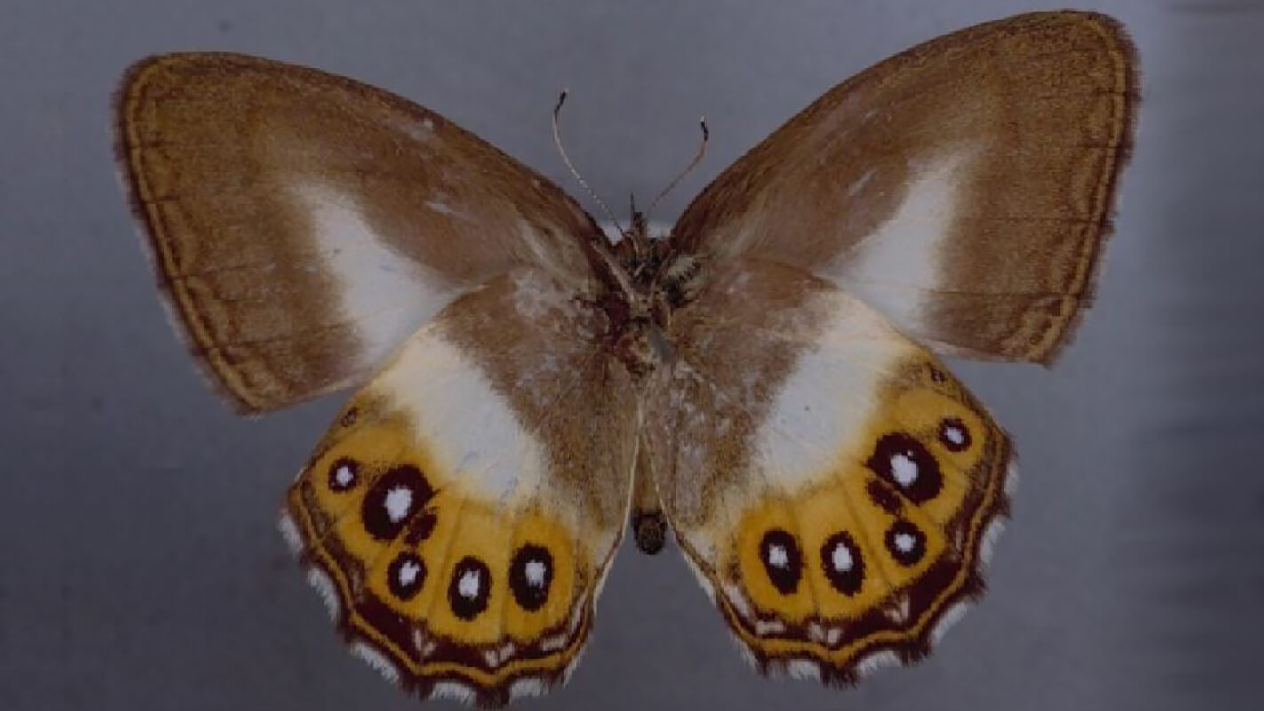The Saurona triangula butterfly, with brown, white, and yellow wings, is one of the animals discovered in 2023. 