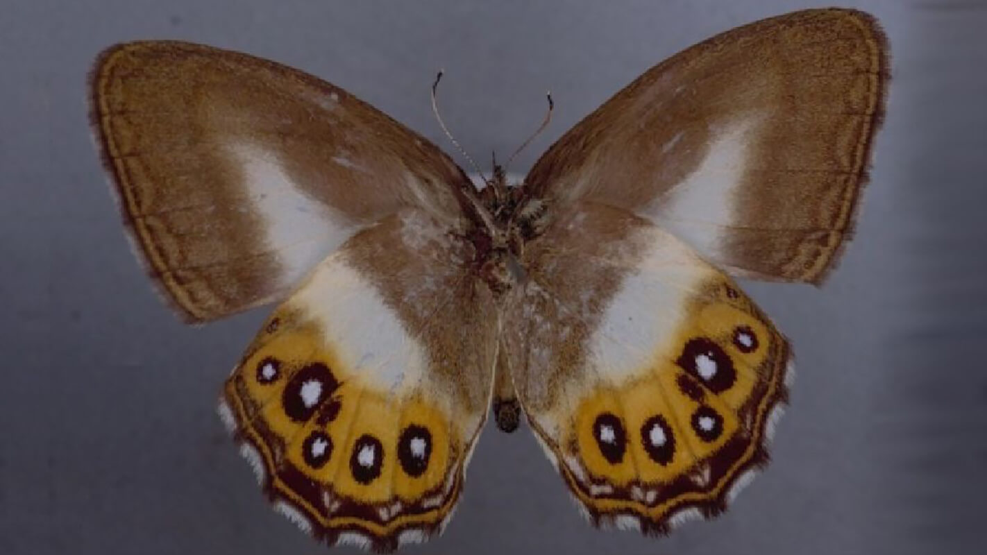 The Saurona triangula butterfly, with brown, white, and yellow wings, is one of the animals discovered in 2023.
