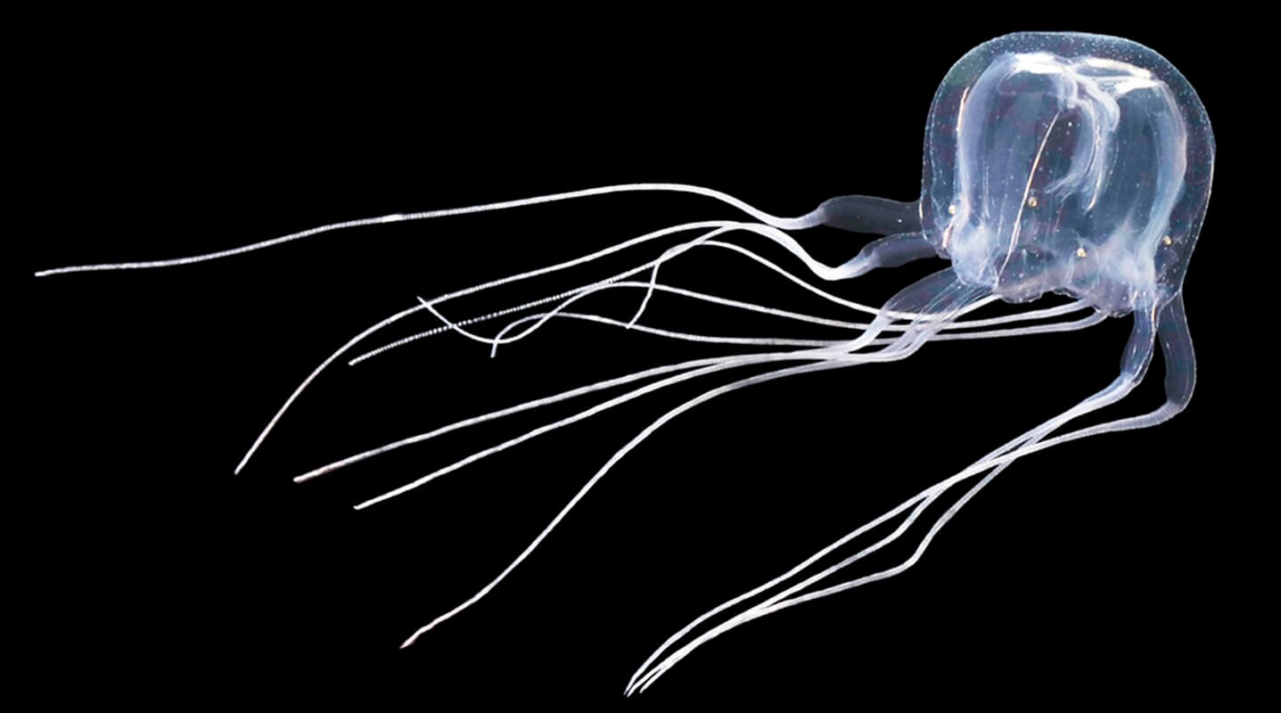 The box jellyfish Tripedalia maipoensis is one of the animals discovered in 2023.