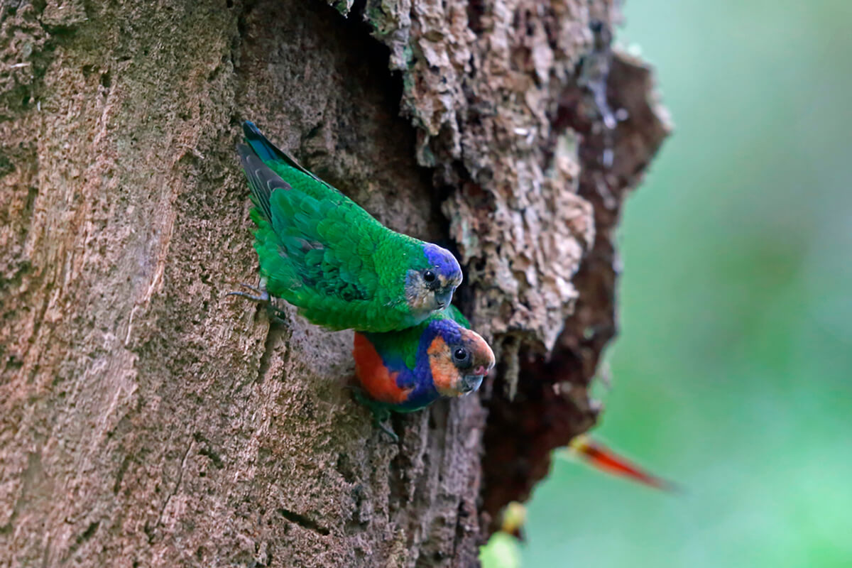 Dos microloros pechirrojos en un árbol, son unos pequeños tipos de loros. 