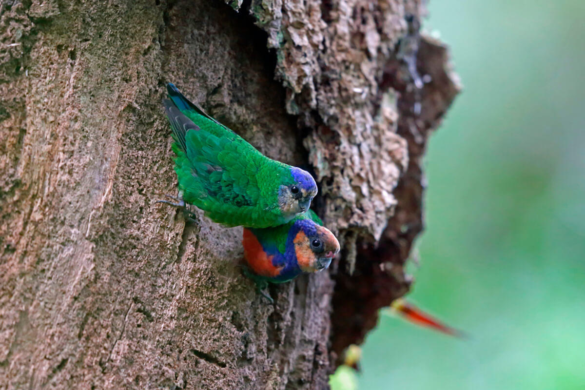 Dos microloros pechirrojos en un árbol, son unos pequeños tipos de loros.