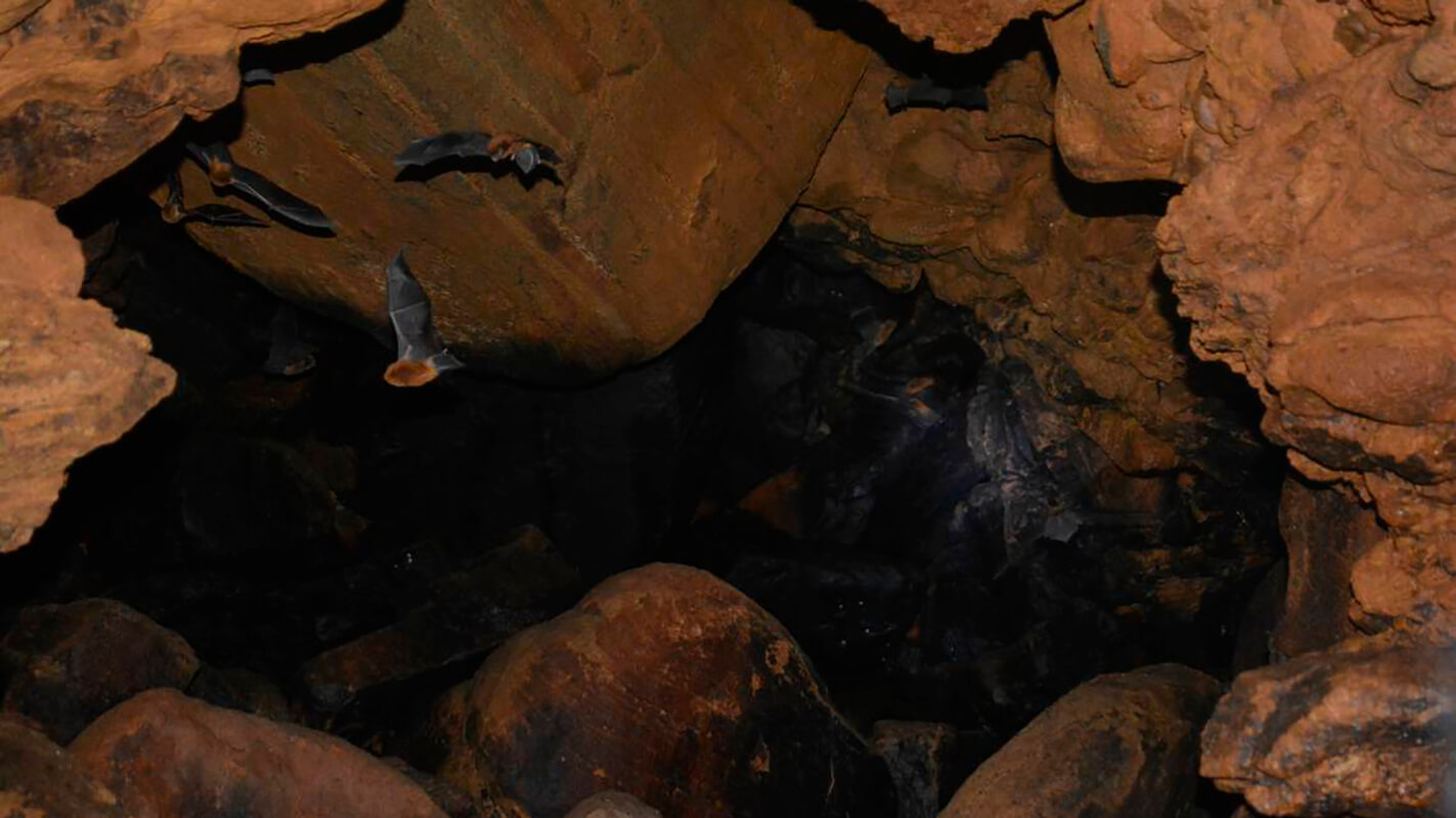 Miniopterus srinii en una cueva en Karnataka. 