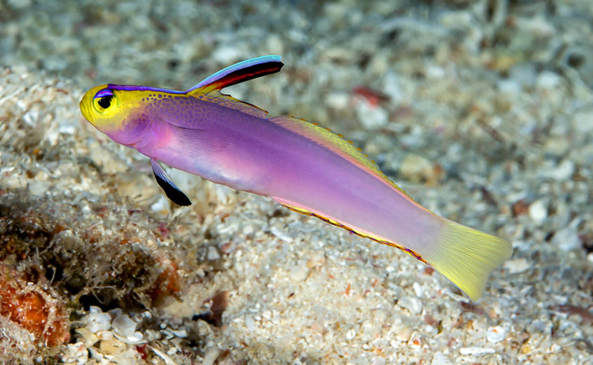 Nemateleotris lavandula cerca del sustrato, en el océano. Esta especie es uno de los animales descubiertos en 2023. 