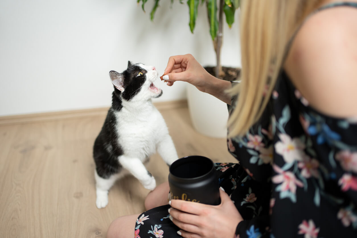 Tutora premia a su gato con golosinas.
